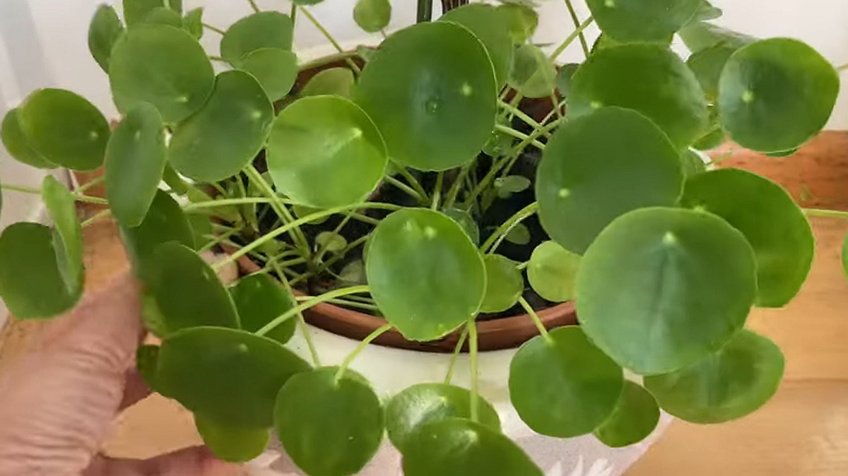 Tanaman Hias Pilea Peperomioides Daunnya Berbentuk Koin, Dipercaya dapat Memberikan Kekayaan Bagi Pemiliknya