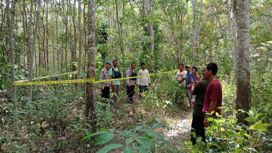 Ini Penyebab Gajah Serang Warga di Mura, BKSDA Berikan Penjelasan