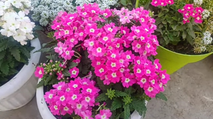 Tanaman Hias Bunga Verbena Memiliki Kecantikan dan Menjadi Favorit Banyak Orang, ini 5 Cara Merawatnya