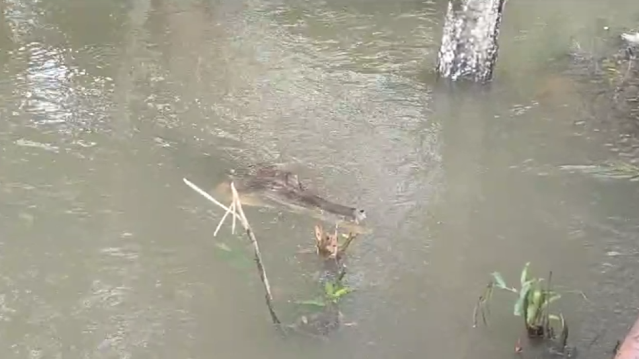 Ada Buaya di Luapan Sungai, Warga Musi Rawas Diminta Waspada