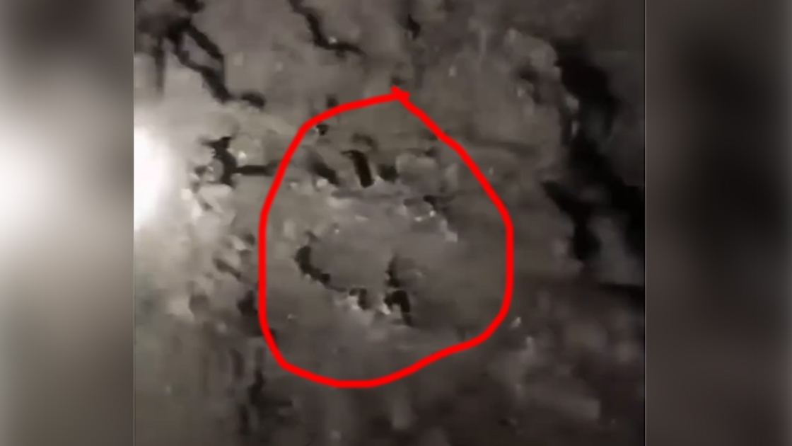 Dipastikan Warga Batu Gane Musi Rawas Diterkam Harimau, Tim Temukan Jejak di Lokasi