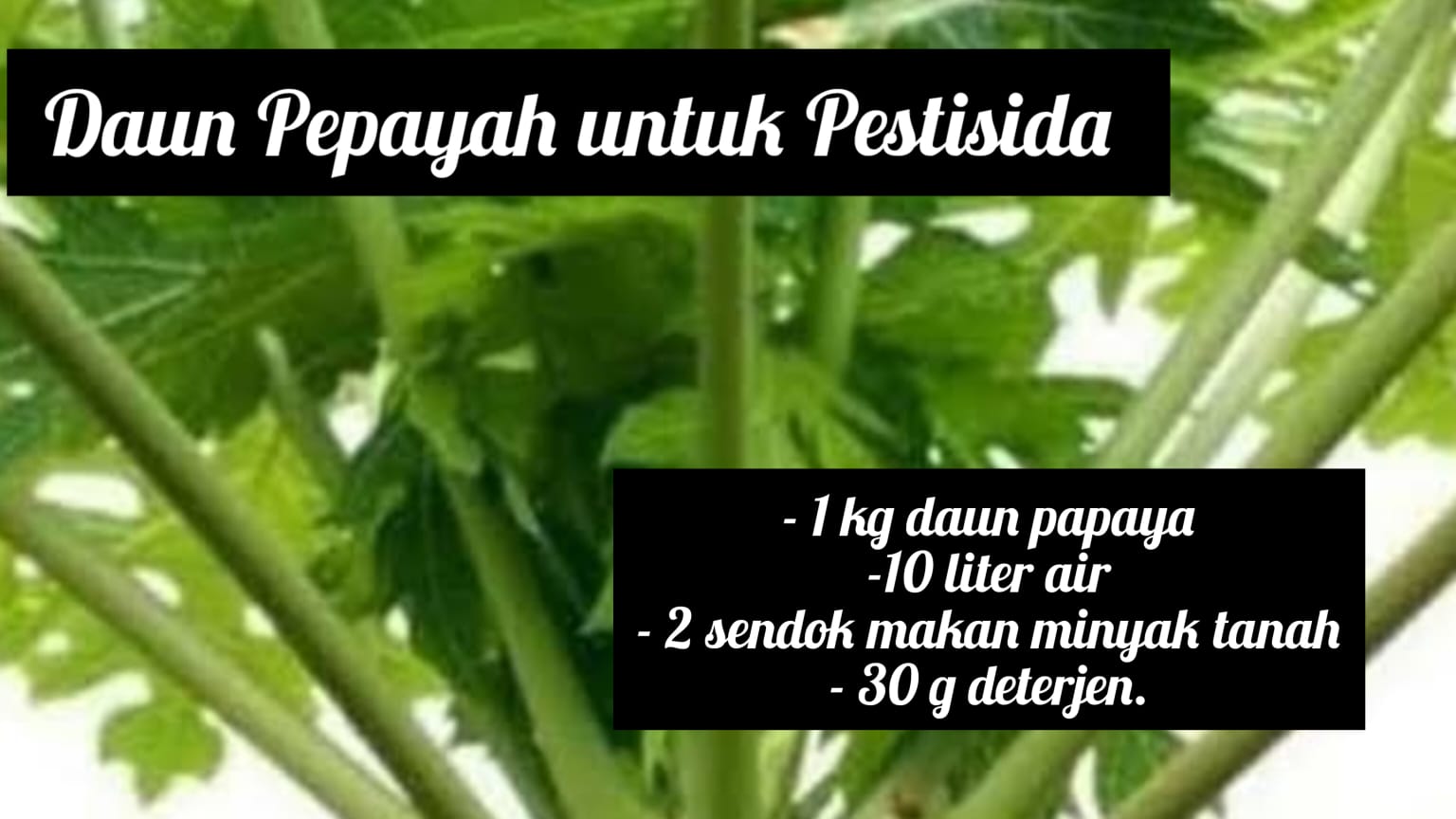 Daun Pepaya Bisa Jadi Pestisida, Bagaimana Cara Buatnya, Mudah, Ikuti Langkah Berikut