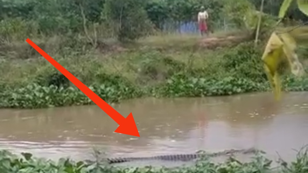 Buaya Masuk Kolam Ikan di Musi Rawas, Warga Pun Panik, ini yang Dilakukan Polisi