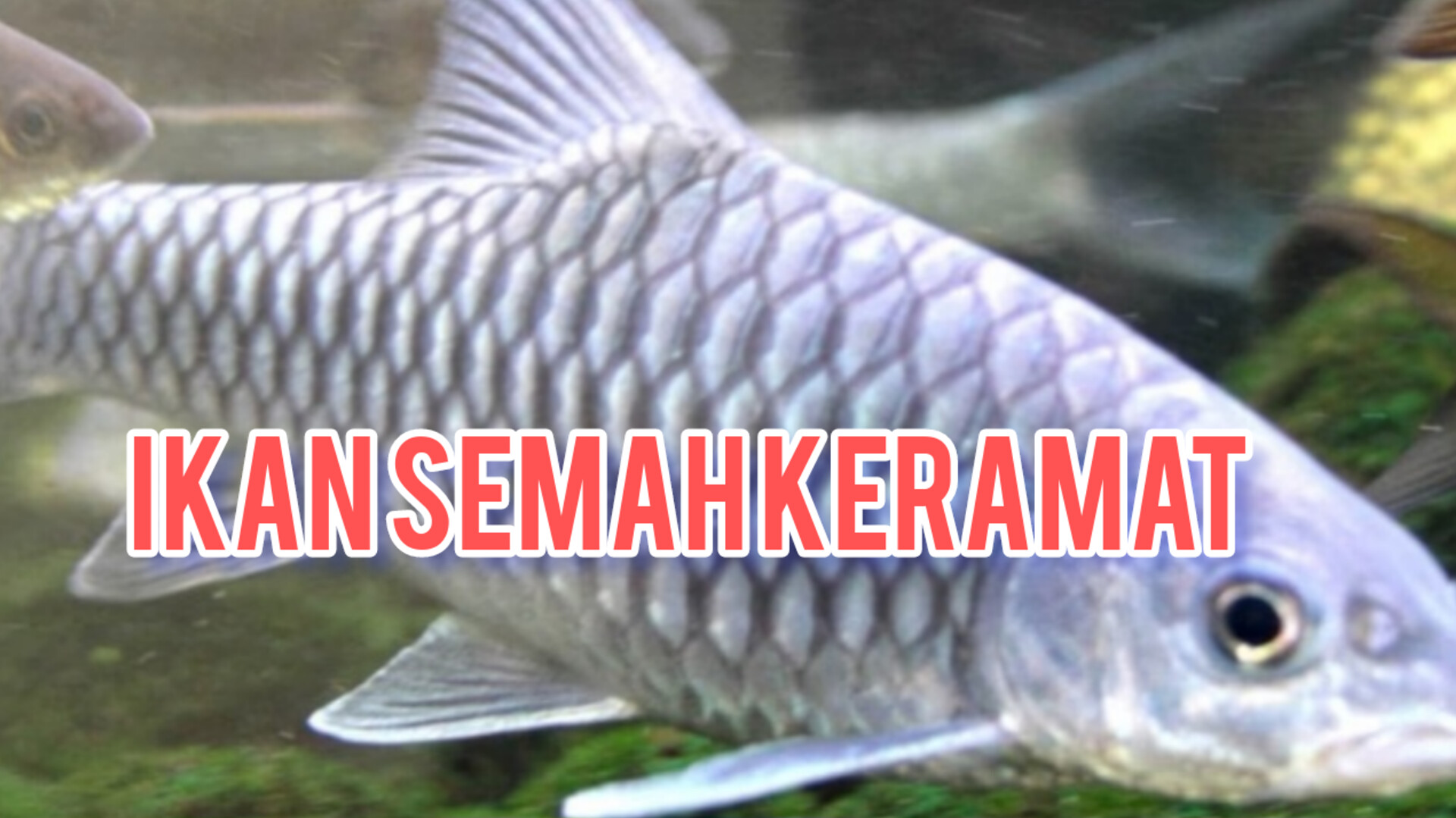 Selain Disebut Ikan Dewa, Ikan Semah Dianggap Keramat, Benarkah?  