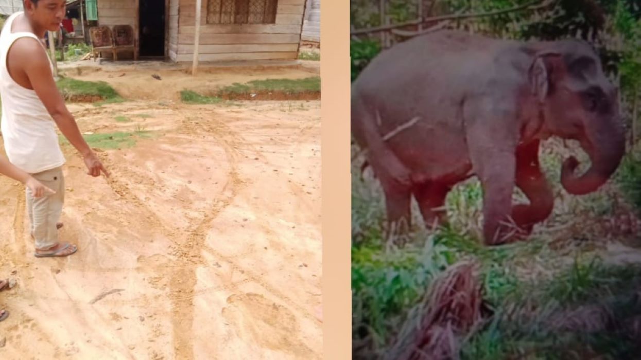 Gajah Masuk Permukiman di Muara Lakitan Musi Rawas, BKSDA Berikan Peringatan