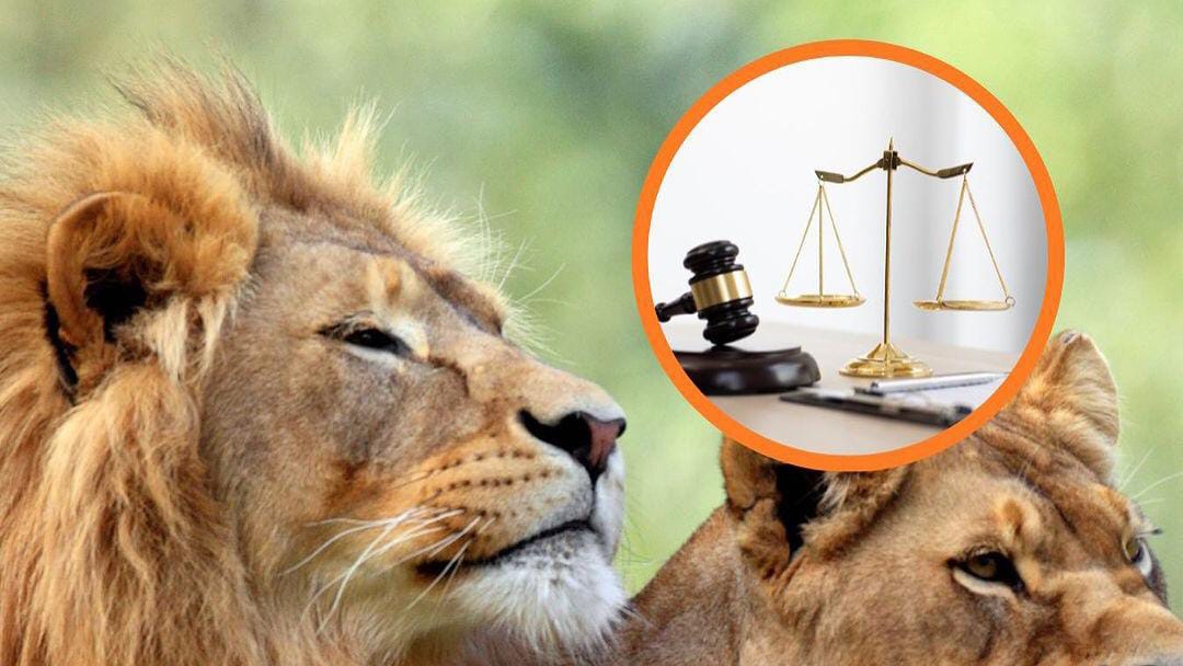 2 Singa di India Terseret Kasus Penistaan Agama Hingga Dibawa ke Pengadilan
