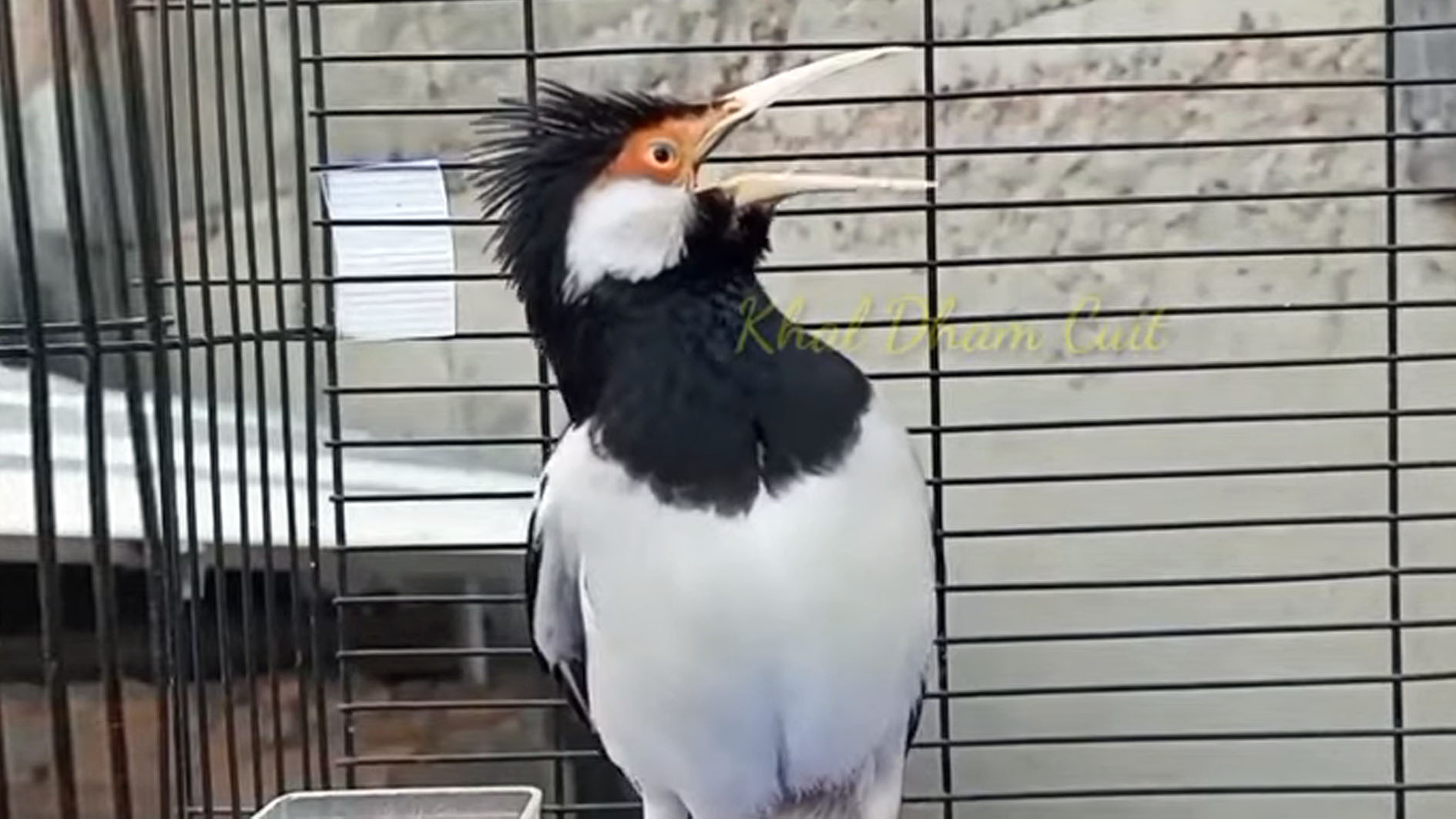 Suara yang Merdu Serta Memiliki Segudang Keistimewaan, Begini Cara Merawat Burung Jalak Suren Agar Gacor