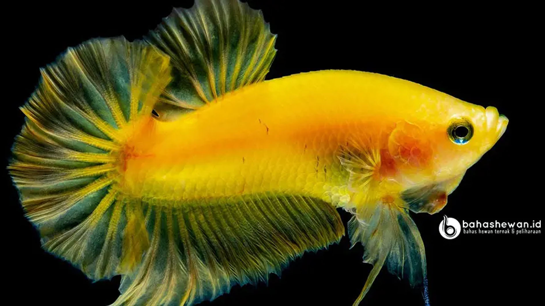 Tubuh Ikan Hias ini Berwarna Emas yang Sangat Memanjakan Mata, Begini Cara Merawatnya