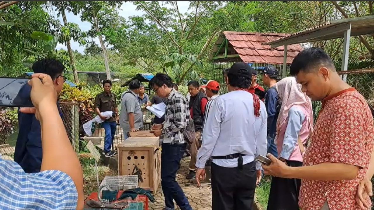 BKSDA Sumatera Selatan Amankan 6 Satwa Dilindungi di Lubuk Linggau