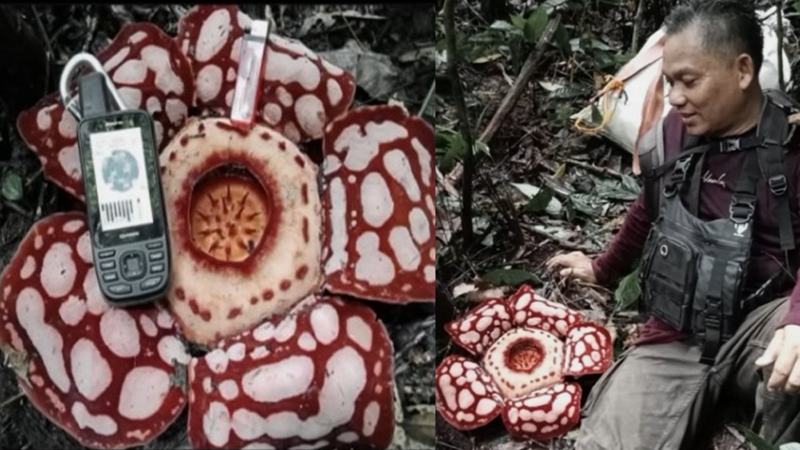 Setelah 2 Tahun, Bunga Rafflesia Hasseltii Kembali Ditemukan Tumbuh di Musi Rawas