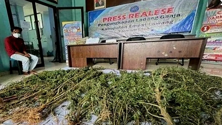 Pemuda di Empat Lawang Tanam Ganja di Lahan 1 Hektar, 27 Batang Siap Panen 