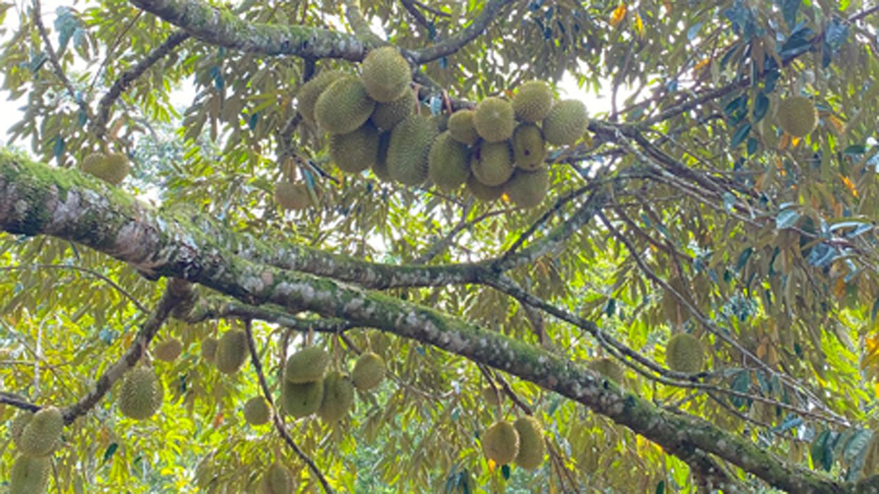 Wajib Dicoba, Ini 4 Makanan Olahan Duren Khas Lubuk Linggau yang Punya Rasa Otentik