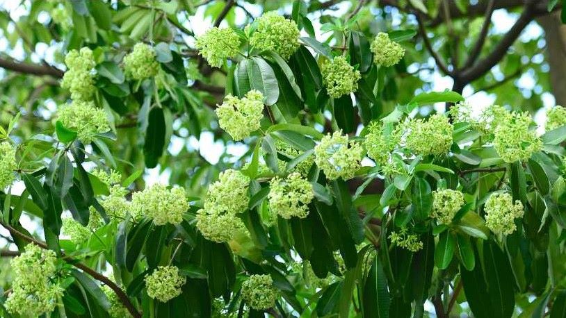 6 Fakta Bunga Pohon yang Sebabkan Aroma Melati Setiap Malam di Lubuk Linggau