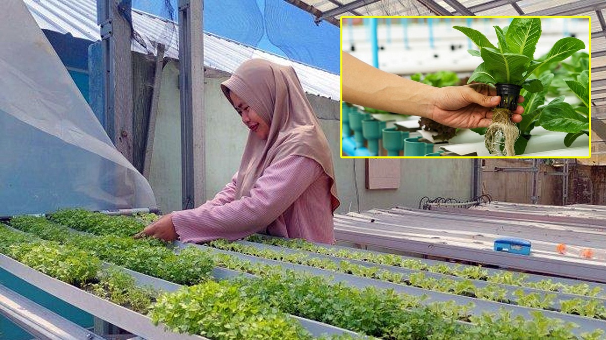 Inilah 7 Sayuran Hidroponik yang Bisa Anda Tanam di Rumah, Yuk Dicoba!