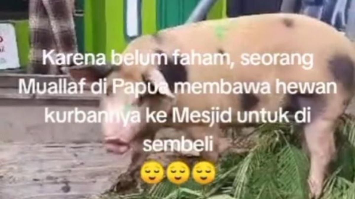 Viral, Mualaf di Papua Bawa Babi ke Masjid untuk Kurban, Begini Respon Ustadz 