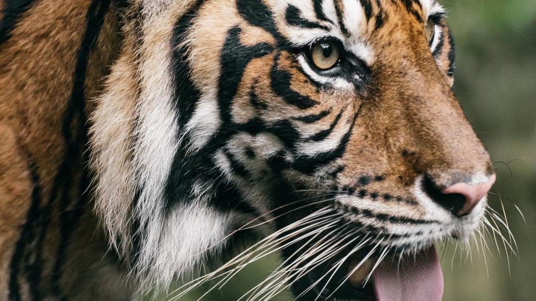 5 Keunikan Harimau Sumatera yang Hampir Terancam Punah