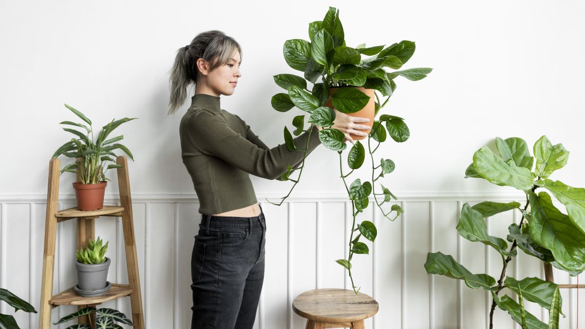 8 Tips Memulai Indoor Gardening, Berkebun di Dalam Ruangan