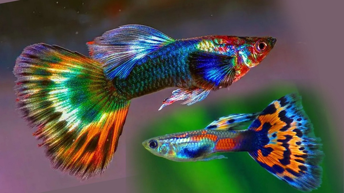 Guppy: Ikan Hias Warna-warni yang Wajib Dimiliki Pecinta Akuarium, Kenali Bentuk dan Tips Memeliharanya