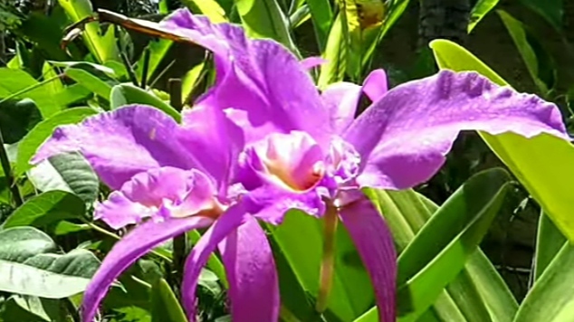 Tanaman Hias Bunga Anggrek Tampilkan Warna yang Indah Sebagai Simbol Cinta, Ketahui 15 Jenis-jenisnya
