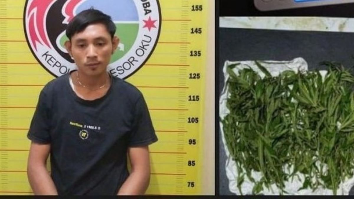 Duh, Seorang Mahasiswa di OKU Transaksi Ganja Sama Polisi, Begini Akhirnya 