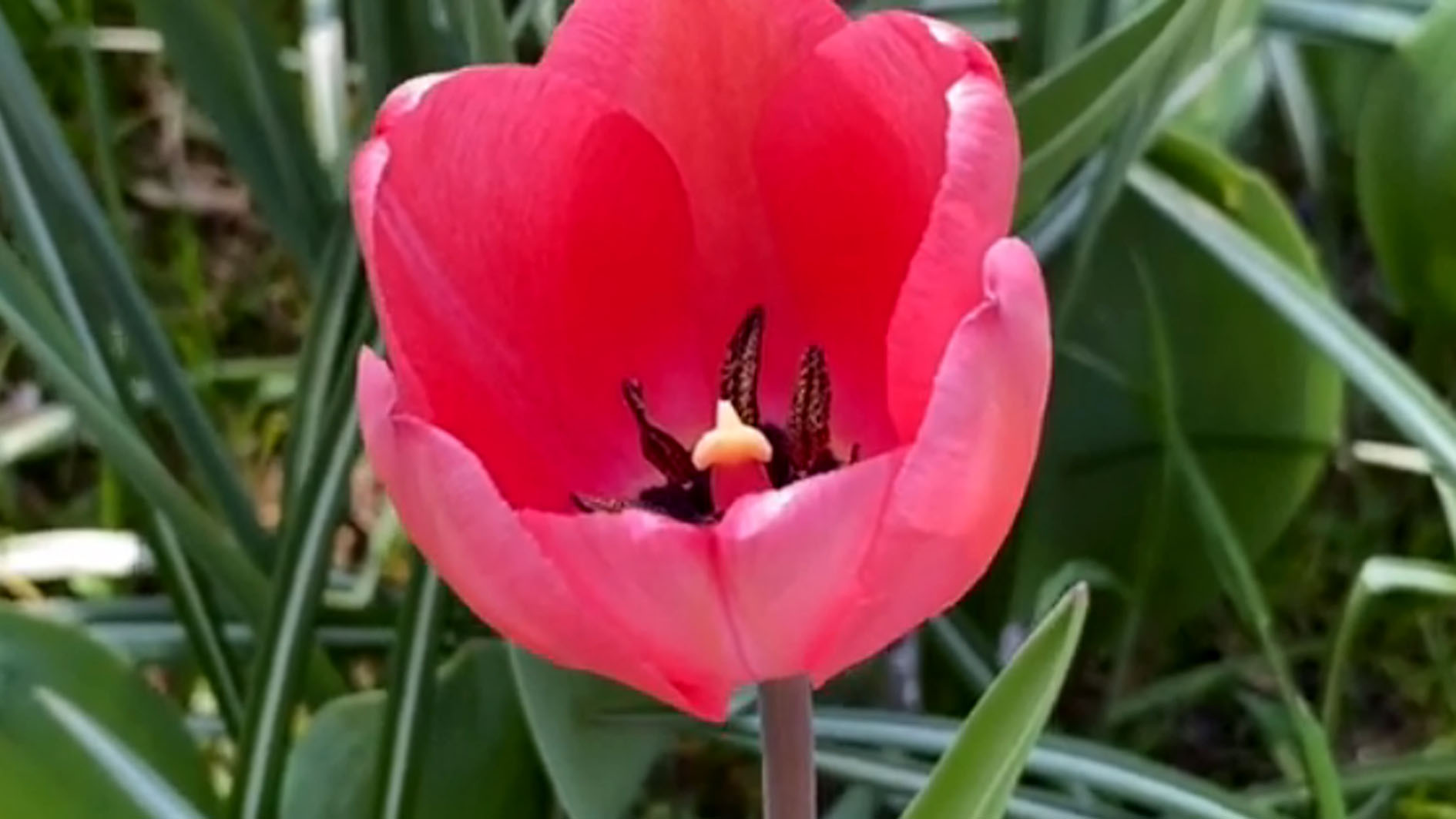 Tanaman Hias Bunga Tulip Melambangkan Kasih Sayang dan Cinta, ini 7 Manfaatnya untuk Kesehatan