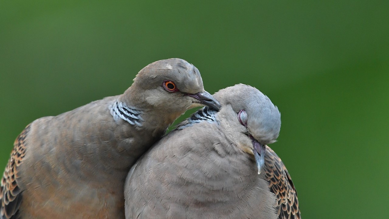 7 Cara Merawat Burung Kicau Perkutut, Burung Bahagia dan Hidup Lama, Kicau Mania Catat!