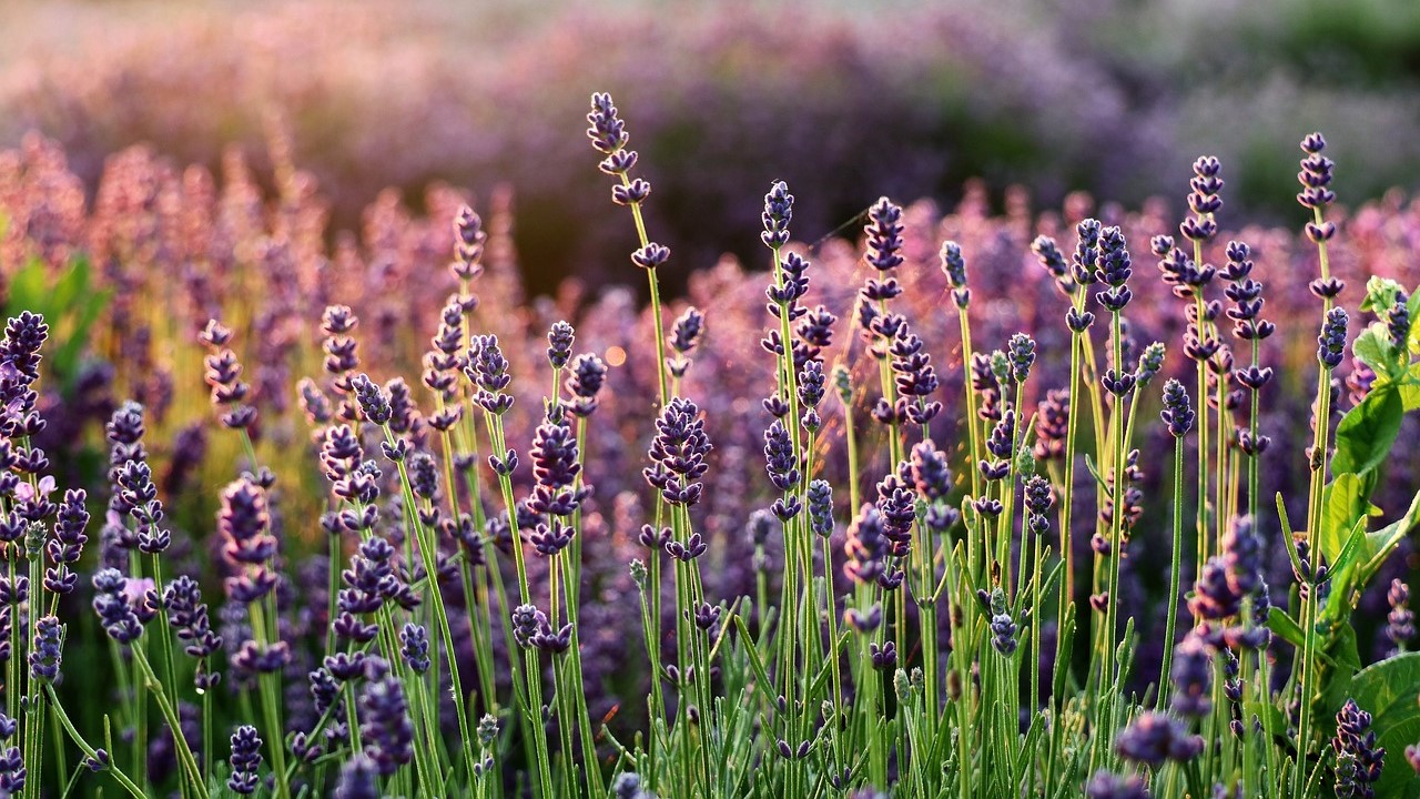 5 Manfaat Mengonsumsi Bunga Lavender yang Diolah Menjadi Teh, Sangat Luar Biasa bagi Kesehatan