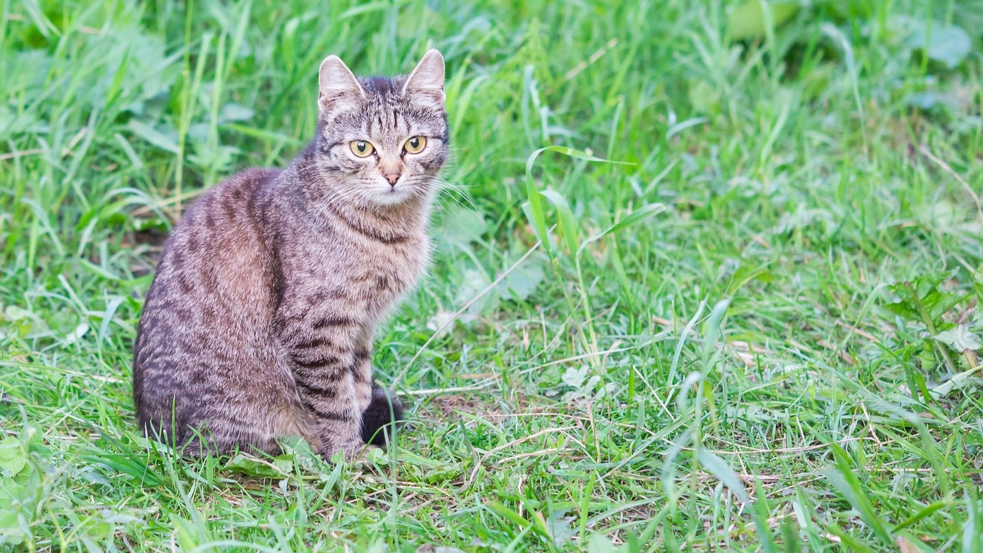 9 Cara Membuat Kucing Kampung Memiliki Bulu Lebat dan Gembul, Cat Lovers Catat!