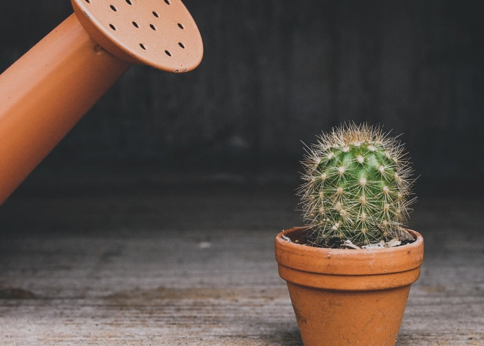 10 Cara Budidaya Tanaman Hias Kaktus yang Bisa Membawa Keberuntungan dan Bisa Menjadi Ide Usaha