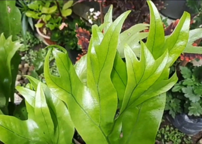 Tanaman Hias Outdoor Paku Tanduk Rusa Memiliki Bentuk Daun yang Mirip dengan Tanduk Rusa, ini Cara Menanamnya