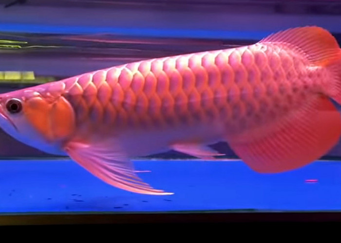Dipercaya Membawa Keberuntungan Serta Disebut Sebagai Ikan Naga, ini 6 Cara Merawat Ikan Hias Arwana
