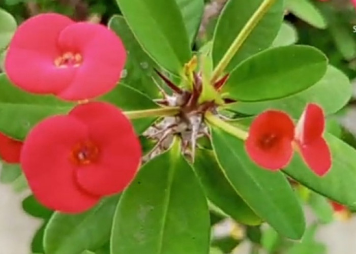 Tanaman Hias ini Memiliki Warna yang Cantik Serta Batangnya Dipenuhi Duri, ini 6 Cara Merawat Euphorbia