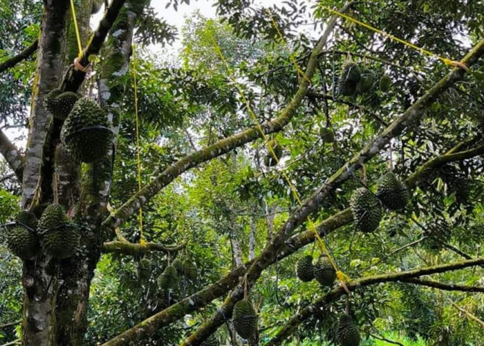 Apa yang Harus Dilakukan Sebelum Menanam Pohon Durian, Ikuti 2 Langkah Penting Ini