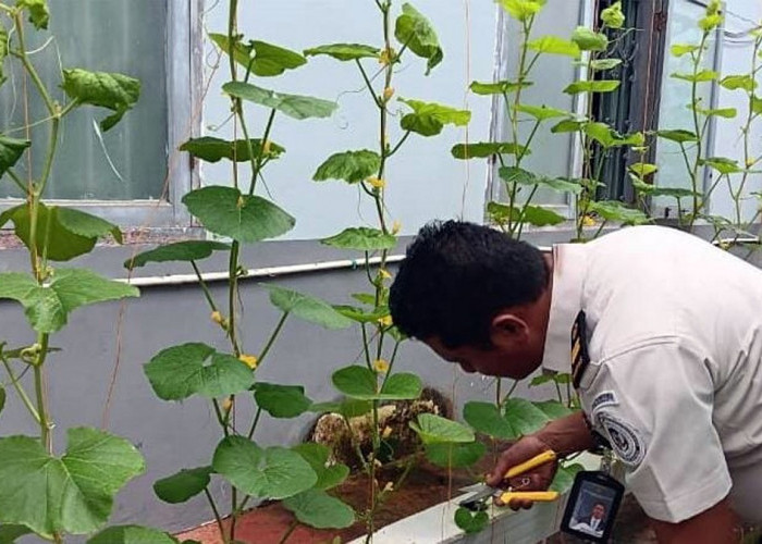Komitmen Ketahanan Pangan, Giatja Lapas Narkotika Muara Beliti Lakukan Pemantauan Rutin