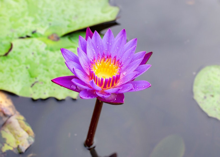 6 Efek Tanaman Blue Lotus yang Mirip Seperti Ganja, Tumbuh Subur di Indonesia