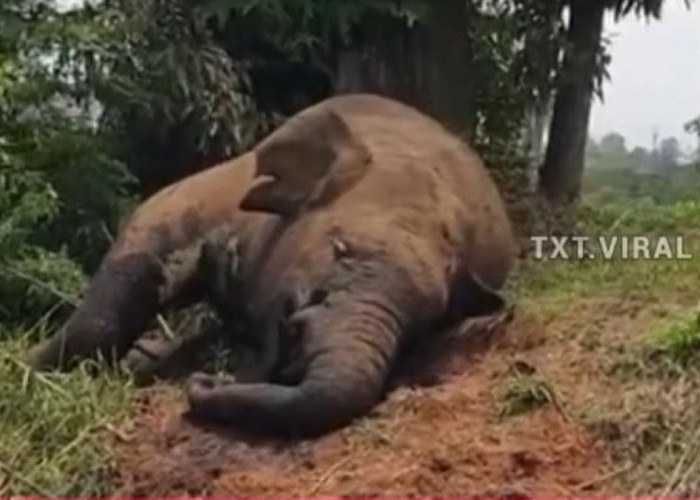 Miris, Gajah Sumatera di Aceh Mati Diduga Ditembak Pemburu, Begini Penampakannya