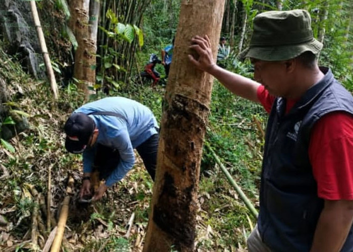Ada Laporan Jejak Harimau di Ulu Rawas Musi Rawas Utara, BKSDA Belum Bisa Memastikan