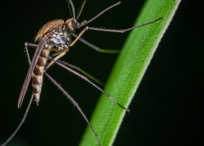 6 Tanaman Hias Tempat Berkembang Biak Nyamuk, Jangan Ditanam saat Musim Hujan Seperti Sekarang, Awas DBD!