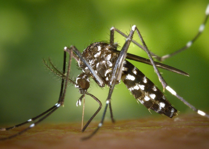 10 Tanaman Pengusir Nyamuk yang Paling Ampuh, Cocok Ditanam di Pekarangan Rumah
