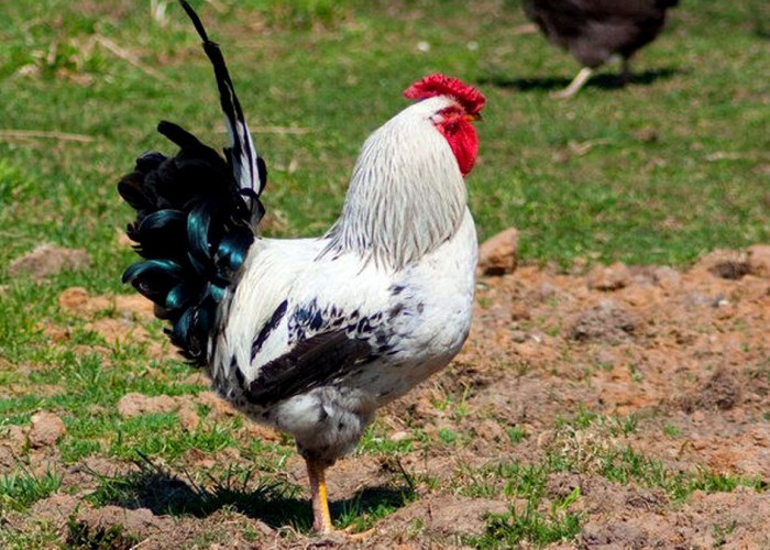 Menurut Primbon Jawa, Ayam Masuk Rumah akan Mendapat Rezeki Deras Bagi Penghuninya, Benarkah?