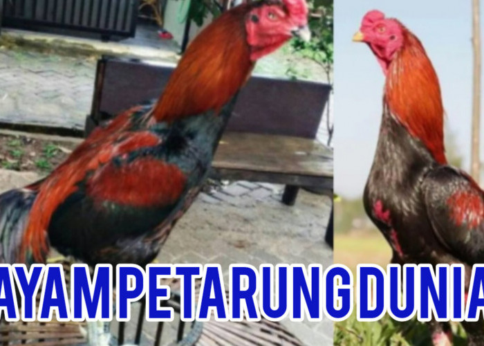 Fakta 5 Jenis Ayam Petarung Dunia, Nggak Nyangka Bukan Indonesia Juaranya 