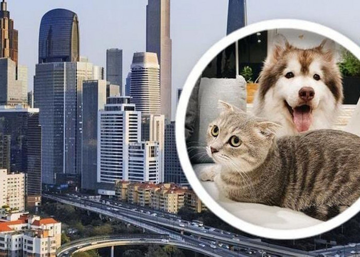 Viral, Wanita Asal China Beri Warisan Rp44 Miliar Kepada Anjing dan Kucingnya