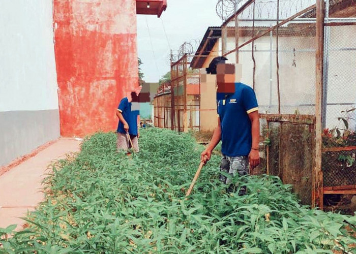 Wujudkan Ketahanan Pangan Nasional, Lapas Narkotika Muara Beliti Tanam Kangkung