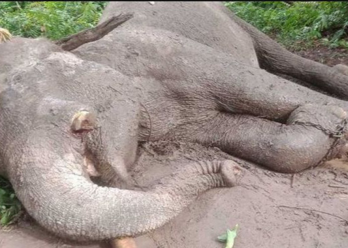 Biadab! Gajah di Tesso Nilo Ditemukan Tewas Diracuni Hingga Gading Kiri Dipotong