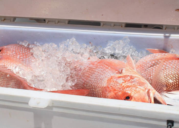 Fantastis! Nelayan Pangandaran Panen Ikan Kakap Merah 3 Ton, Masyarakat Heboh Rezeki Nomplok