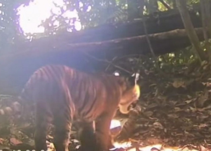 Ada Ratusan Harimau Sumatera di TNKS, Individu Baru Terus Bertambah