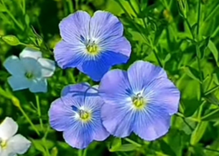 Tanaman Hias Bunga Biru Memiliki Tampilan yang Cantik dan Unik, Bisa Membuat Halaman Rumah Terlihat Indah