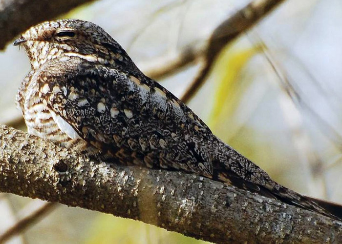 Merinding! Dalam Primbon Jawa Suara Burung Cuit Cuit Pertanda Datangnya Makhluk Halus, Benarkah?