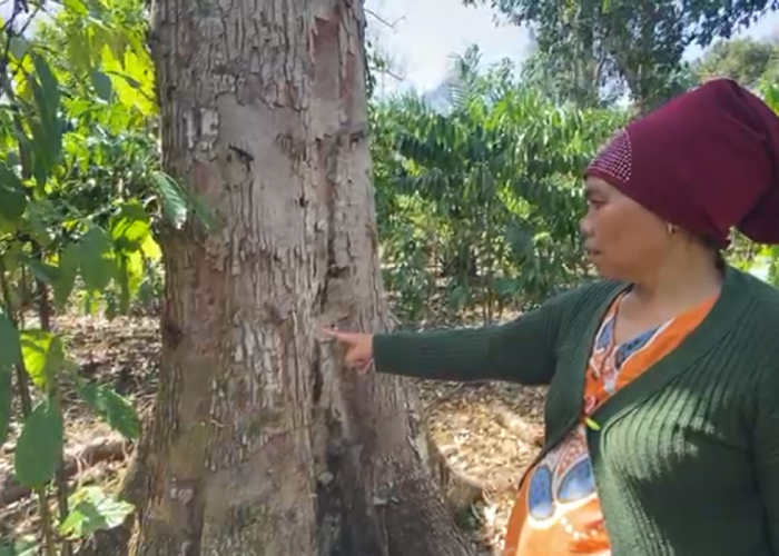 Ulat Serang Pohon Durian Warga Lubuk Linggau, Sudah 2 Bulan Belum Ada Tindakan