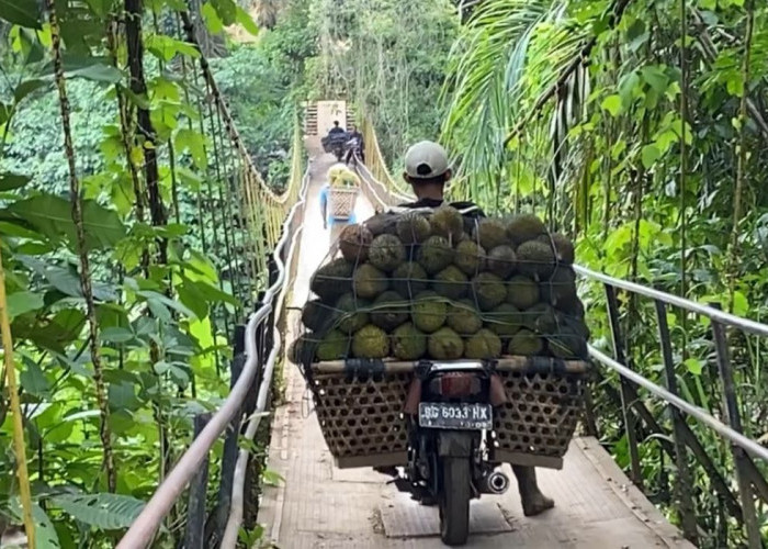 Rezeki Ojek Durian di Lubuk Linggau, Sehari Bisa Dapat Ratusan Ribu Rupiah
